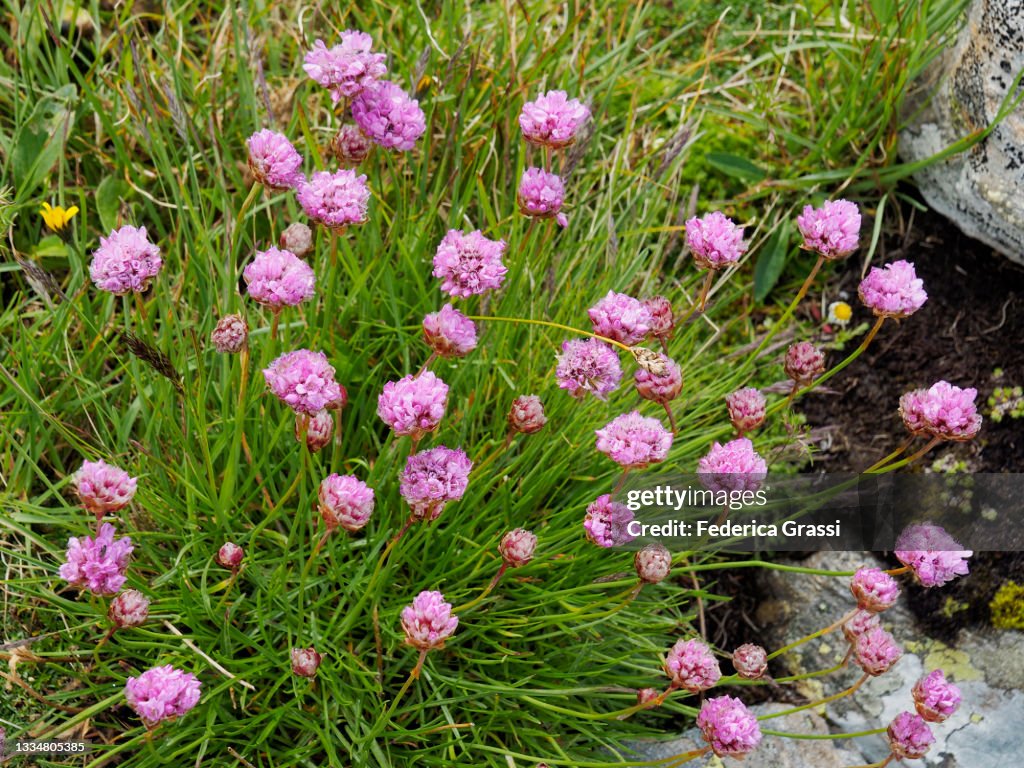 Alpine Thrift (Armeria Alpina) Flowering at Gotthard Pass
