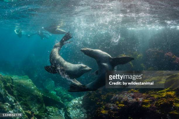 australian cape fur seals playing as two divers watch, montague island, nsw, australia. - zeeleeuw stockfoto's en -beelden