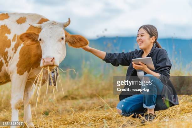 female farmer checking on cattle with digital tablet - female animal stock pictures, royalty-free photos & images