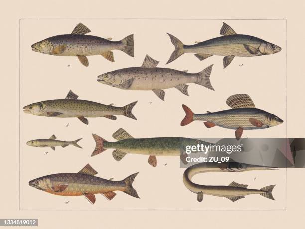 ray-finned fishes (salmonidae), hand-colored chromolithograph, published in 1882 - brown trout stock illustrations