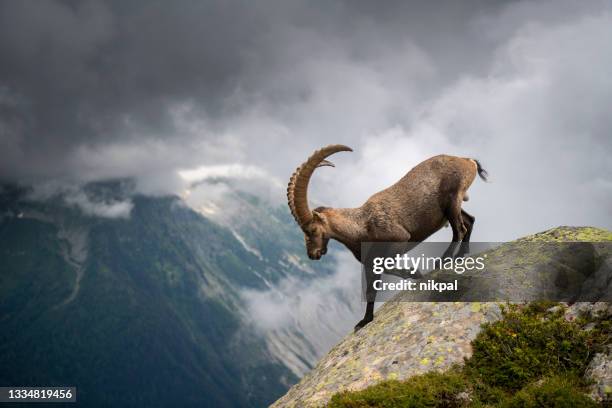 a male of alpine ibex walking on a ridge with mountains on the backgriound in the french alps- cheserys - france - bouquetin imagens e fotografias de stock