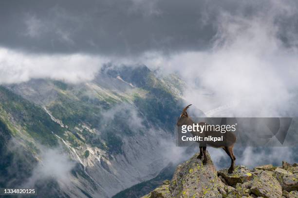 a female of alpine ibex  walking on a ridge with mountains on the backgriound in the french alps- cheserys - france - alpine ibex stock pictures, royalty-free photos & images