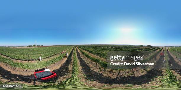 An aerial view of workers harvesting Shiraz red wine grapes in Assaf Winery's Caesarea vineyard on August 14, 2021 in Kidmat Zvi in Israel's Golan...