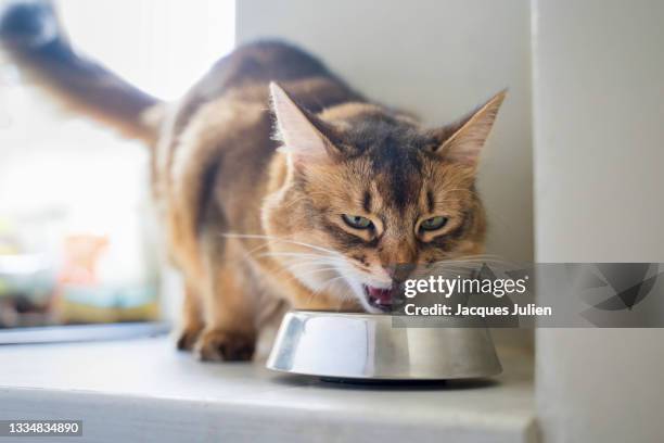cute cat eating - bowl of cat food stock pictures, royalty-free photos & images