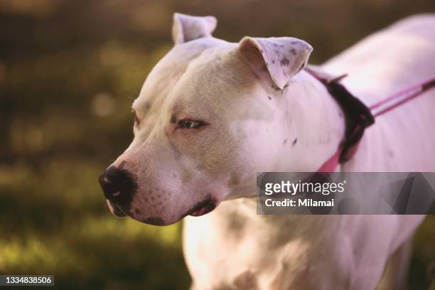 white pit bull terrier - american pit bull terrier stock-fotos und bilder