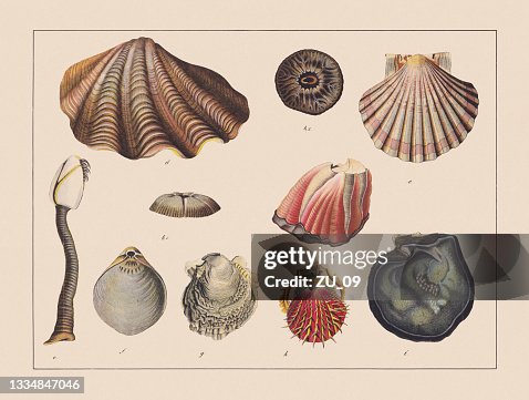 14 Ilustraciones de Ostión Espinoso - Getty Images 14 Ilustraciones de Ostión Espinoso - Getty Images