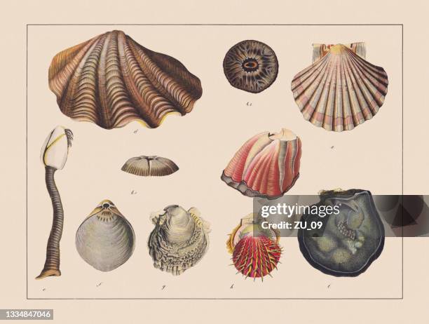 ilustraciones, imágenes clip art, dibujos animados e iconos de stock de moluscos (mollusca), cromolitografía coloreada a mano, publicada en 1882. - concha parte del cuerpo animal