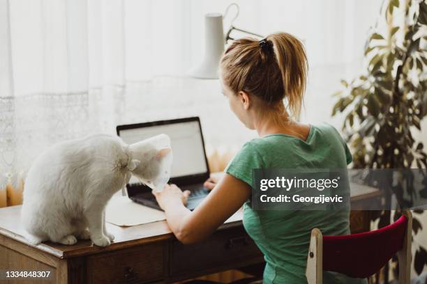 freelancing - hondenkraag stockfoto's en -beelden