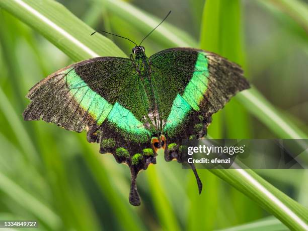 emerald swallowtail butterfly - emerald swallowtail stockfoto's en -beelden