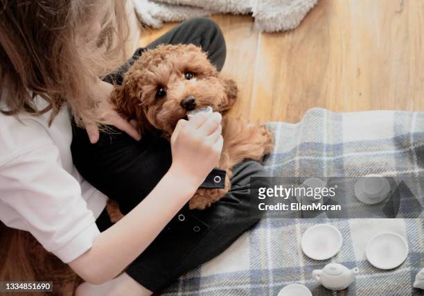 puppy tea party - next i moran stock pictures, royalty-free photos & images