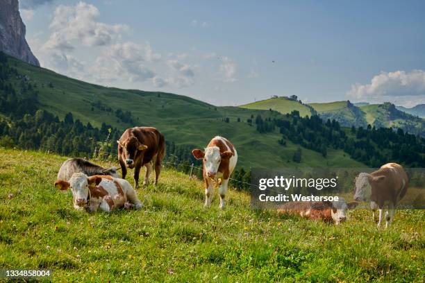 Cattle in the Italian Dolomites 이미지 (1334858004) - 게티이미지뱅크