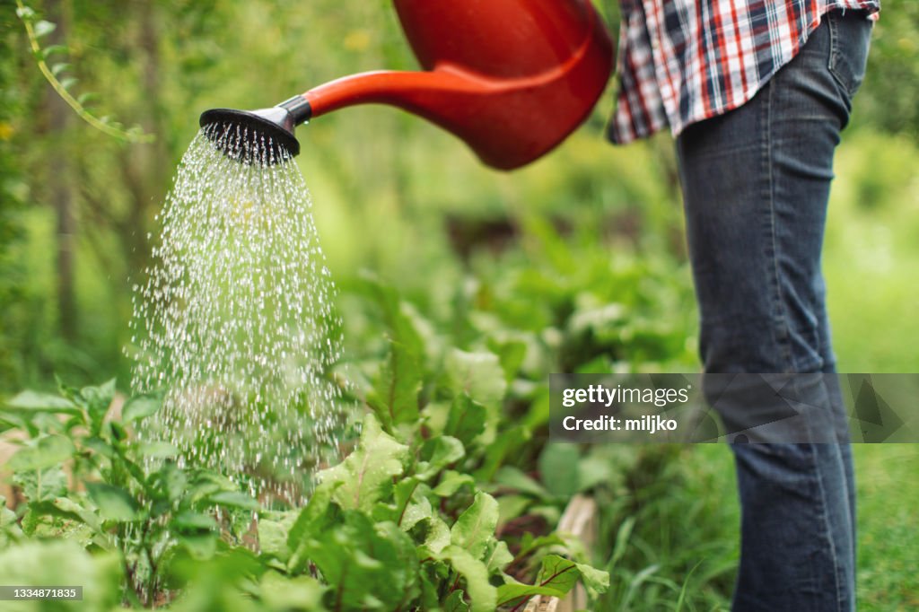 Taking care of plants in garden at summer