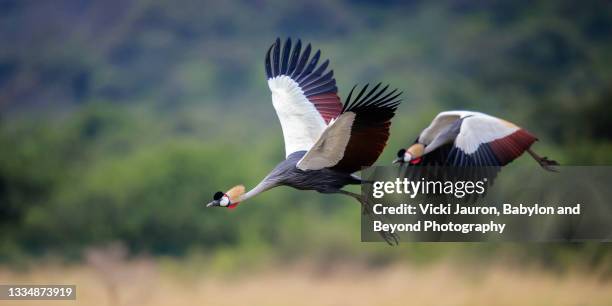 two gray crowned cranes in elegant motion at nairobi park - gru coronata grigia foto e immagini stock