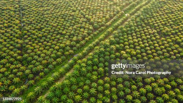 palm plantation in malaysia - plantage stockfoto's en -beelden