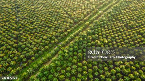 palm plantation in malaysia - oil palm imagens e fotografias de stock