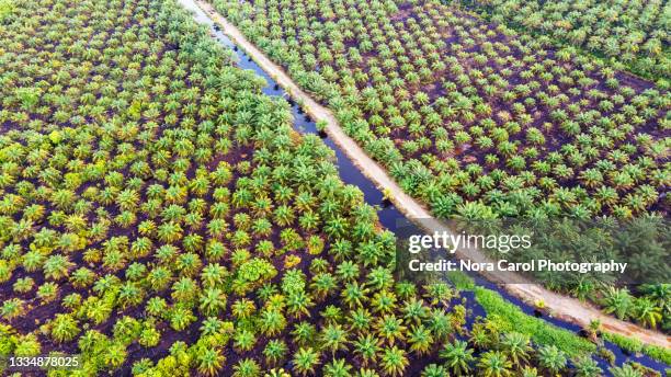 palm plantation - borneo stockfoto's en -beelden