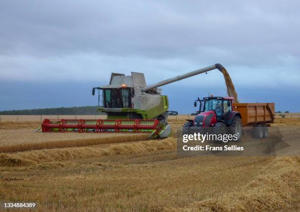combine harvester and tractor with trailer, harvesting wheat - threshing stock pictures, royalty-free photos & images