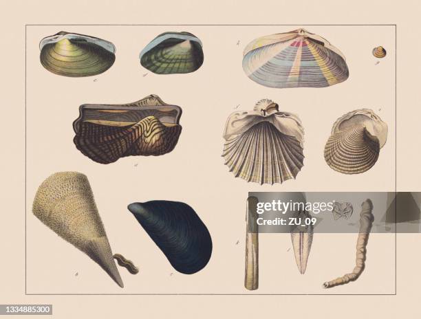 stockillustraties, clipart, cartoons en iconen met molluscs (mollusca), hand-colored chromolithograph, published in 1882 - schelpdier dier