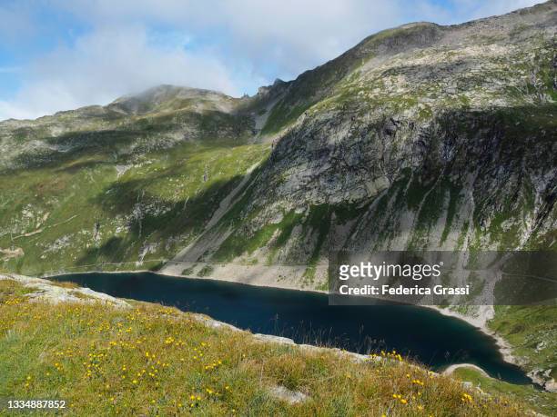 alpine hawkbits ((leontodon helveticus) flowering at lago della sella alpine reservoir near gotthard pass - leontodon stock pictures, royalty-free photos & images
