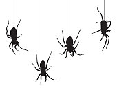Four Black Spiders Hanging From Their Webs
