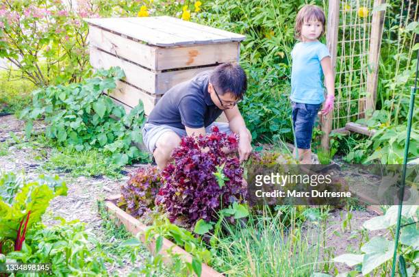 chinese father harvesting vegetable with girl - métis stock pictures, royalty-free photos & images