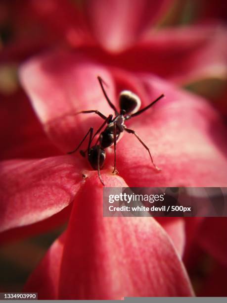 Karikanni Insect 56 Karaikal Stock Photos, High-Res Pictures, and Images - Getty Images