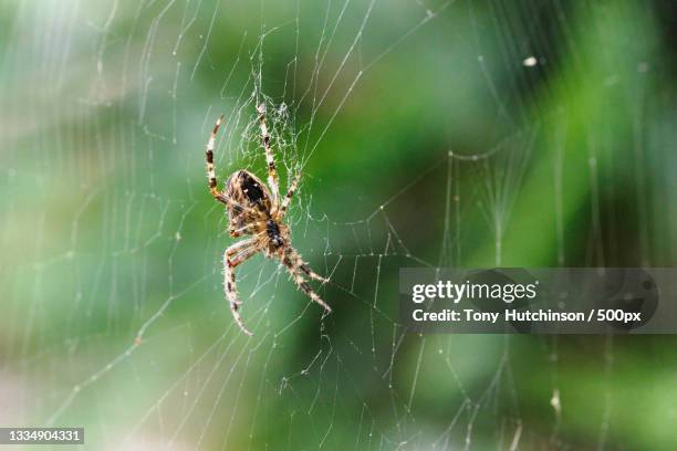 close-up of spider on web,justin cl,brentford,united kingdom,uk - spider stockfoto's en -beelden