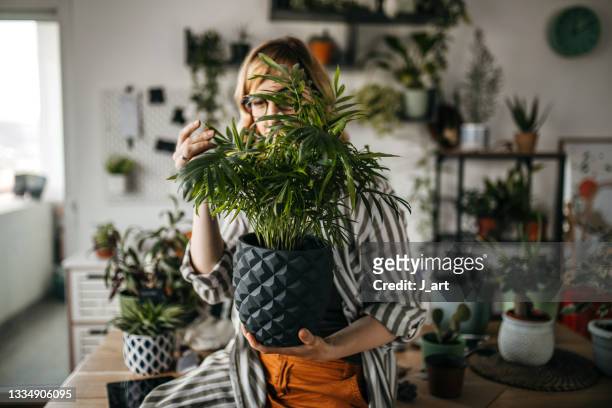 running a small business from home. - houseplant care stock pictures, royalty-free photos & images