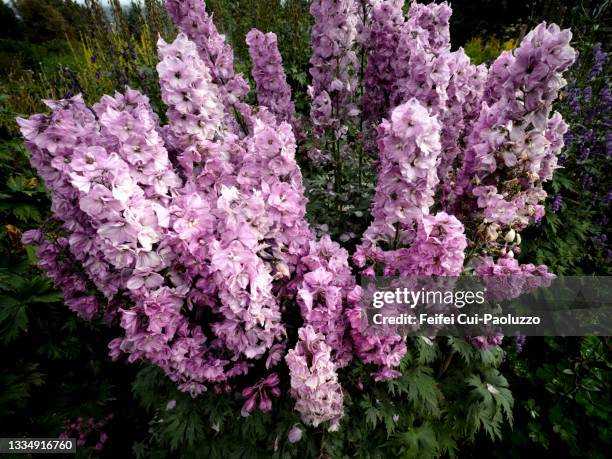 delphinium pink punch flower in bloom - delphinium stock pictures, royalty-free photos & images