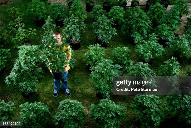 man holing cannabis plant. - cannabis plant stock-fotos und bilder