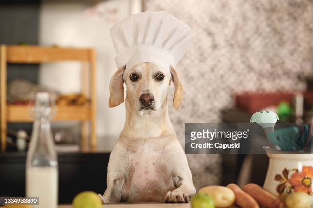 hund, der vorgibt, ein koch zu sein - pet clothing stock-fotos und bilder