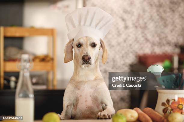 dog pretending to be a chef - huisdierenkleding stockfoto's en -beelden