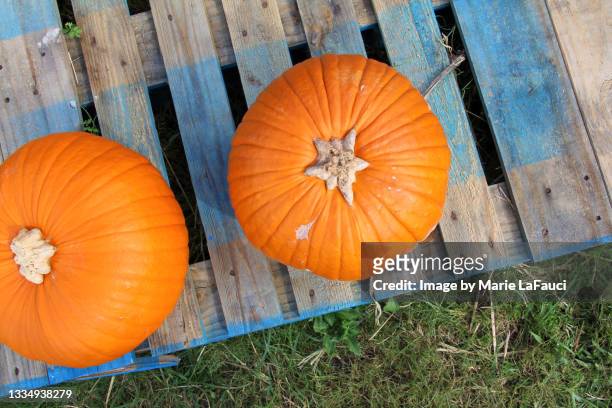 two pumpkins at a pumpkin patch - 2 runde stock-fotos und bilder