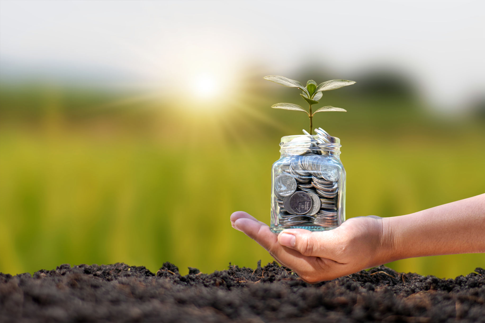 budget gardening