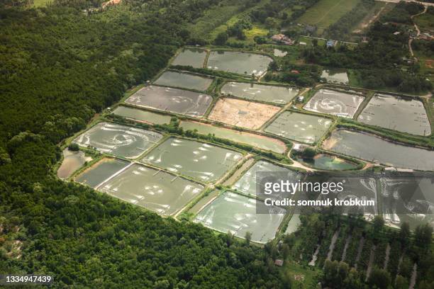 prawn farm in aerial view - aquaculture stock pictures, royalty-free photos & images
