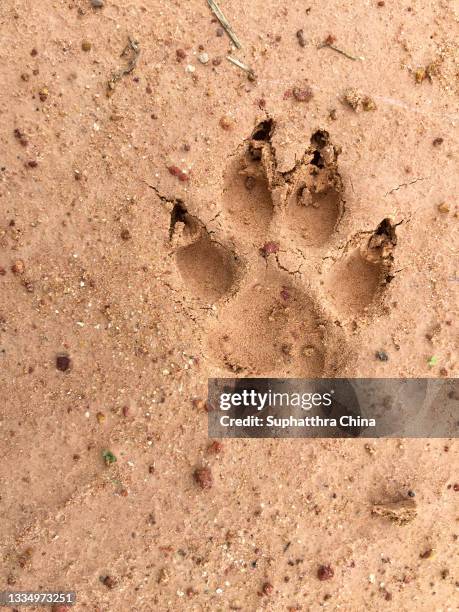 dog's paw  steps and footprints on sand - huellas de perro fotografías e imágenes de stock