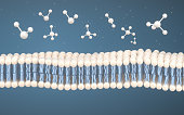 Cell Membrane and Molecules, 3d rendering.