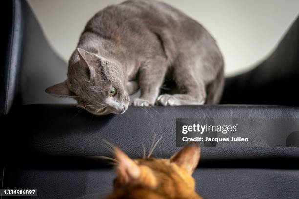 two cats playing - cats fighting stock pictures, royalty-free photos & images