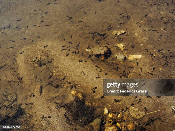 lots of tadpoles at laghetti degli ovi near gotthard pass - tadpole stock pictures, royalty-free photos & images