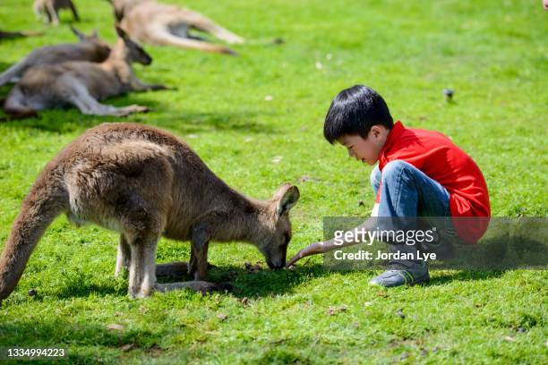 boy feeding kangaroo - wildlife reserve stock pictures, royalty-free photos & images
