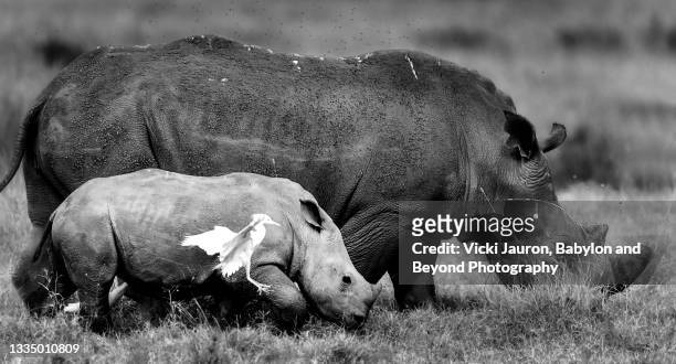 beautiful profile of white rhinoceros and calf at nairobi park, kenya - cria de rinoceronte - fotografias e filmes do acervo