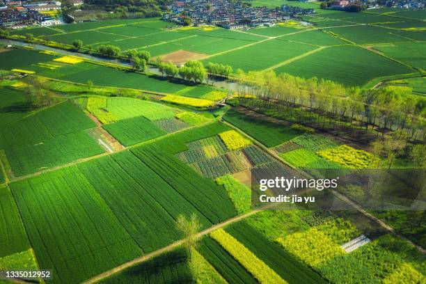 rice fields in early summer, large tracts of green seedlings. a distant village. jiangyin city, jiangsu province, china. - mogen bildbanksfoton och bilder