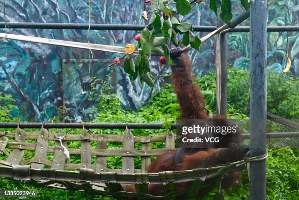 An orangutan is seen at Chengdu Zoo on August 19, 2021 in Chengdu, Sichuan Province of China. Chengdu Zoo held an orangutan-themed activity on the...