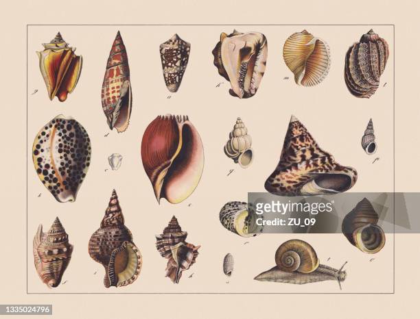 illustrazioni stock, clip art, cartoni animati e icone di tendenza di lumache (gastropoda), cromotiografo colorato a mano, pubblicato nel 1882 - conchiglia