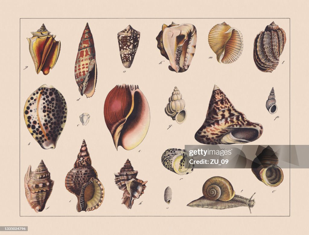 Snails (Gastropoda), hand-colored chromolithograph, published in 1882