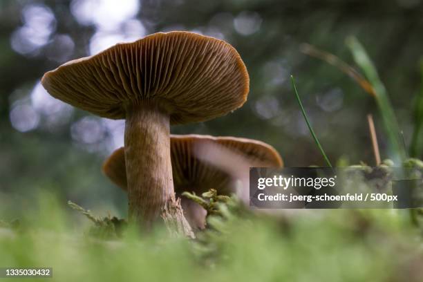 close-up of mushrooms growing on field,hilchenbach,germany - speisepilz stock-fotos und bilder