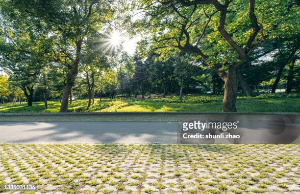 parking lot under the shade of trees - paved driveway stock-fotos und bilder