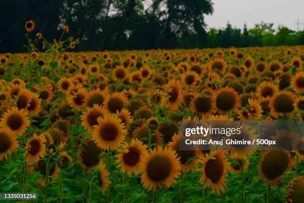 scenic view of sunflower field against sky,fargo,north dakota,united states,usa - fargo dakota del norte fotografías e imágenes de stock