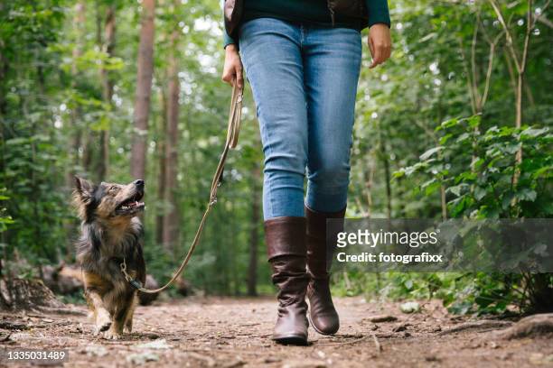 hundespaziergang: kleiner mischlingshund im wald - haustierleine stock-fotos und bilder