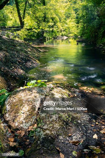 scenic view of river flowing through forest,cascata di castel giuliano,italy - giuliano rios fotografías e imágenes de stock